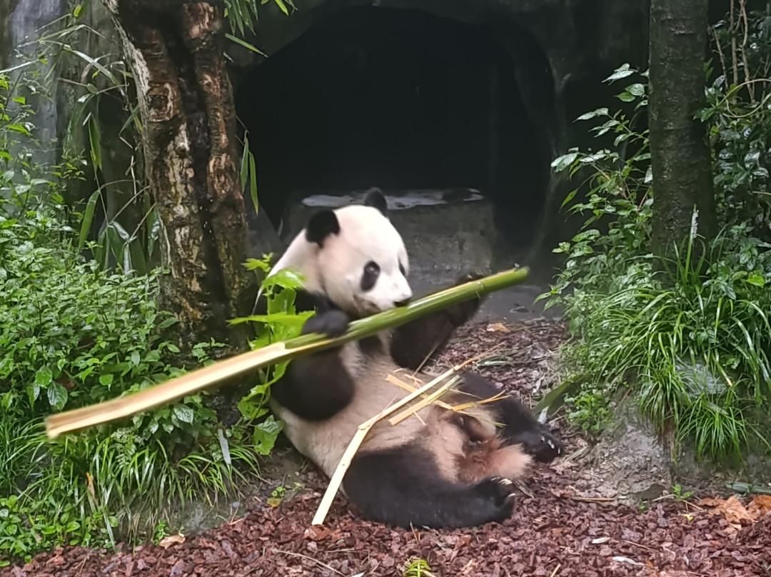 大熊猫谷-都江堰市必去景点