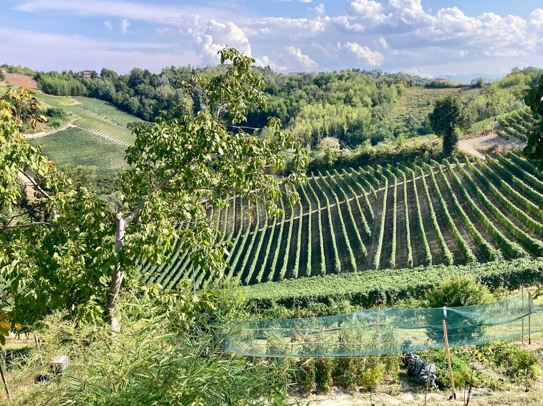 Azienda Agricola Rocca Giovanni-蒙福特-达尔巴必去景点