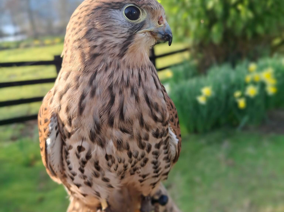 Kintail Birds of Prey Argyll-Dalmally必去景点