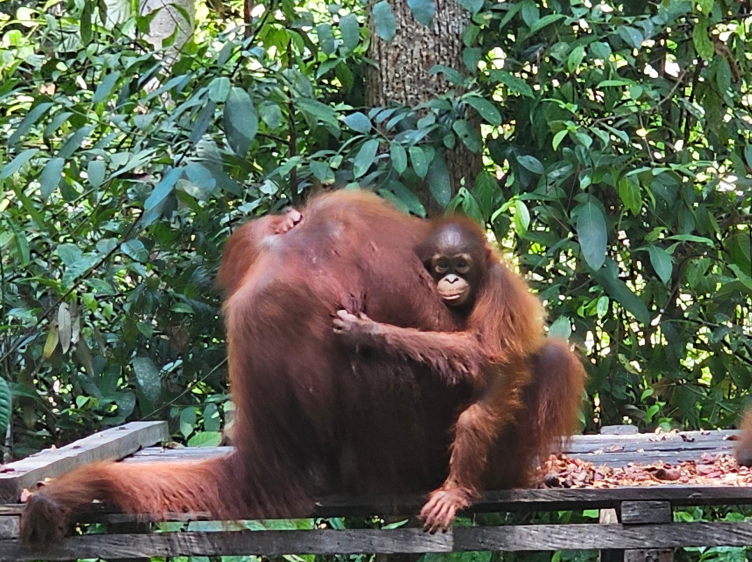 Dolphindo Tour Orangutan Tanjung Puting-Kumai必去景点
