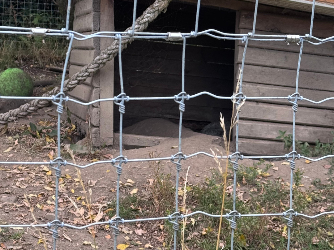 Wales Ape and Monkey Sanctuary-Abercraf必去景点