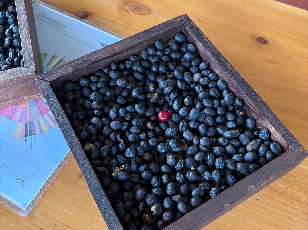 Café Monteverde Coffee Tour-圣埃伦娜必去景点