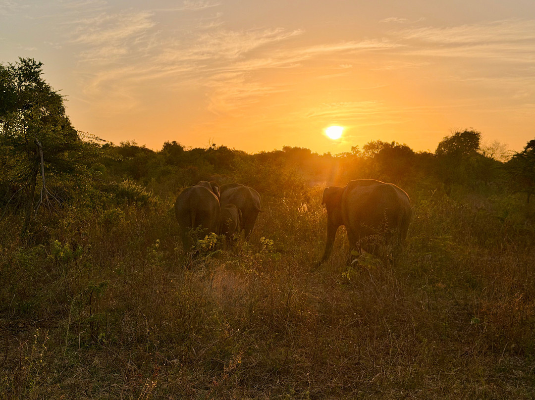 Udawalawe Lahiru Safari Guide Tours-乌达瓦拉维国家公园必去景点