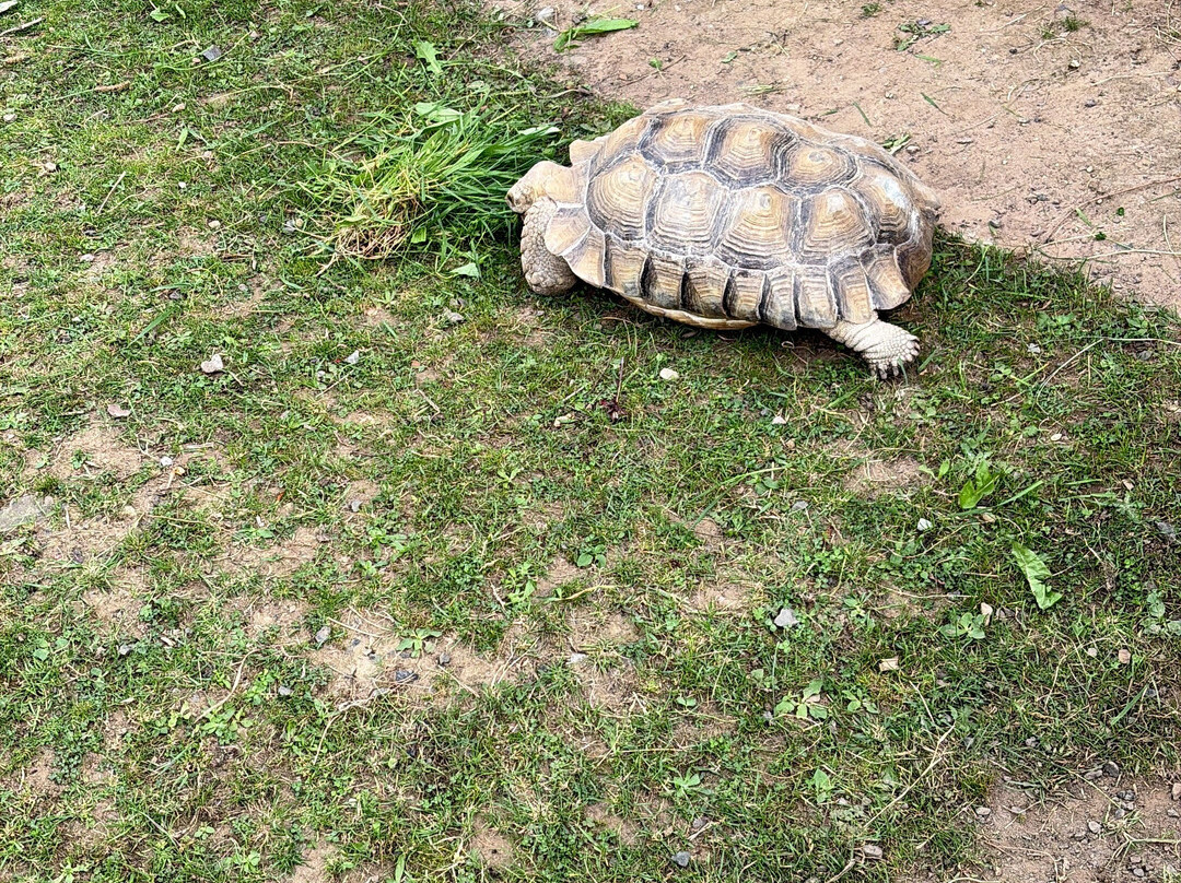 Northumberland Zoo-莫佩思必去景点