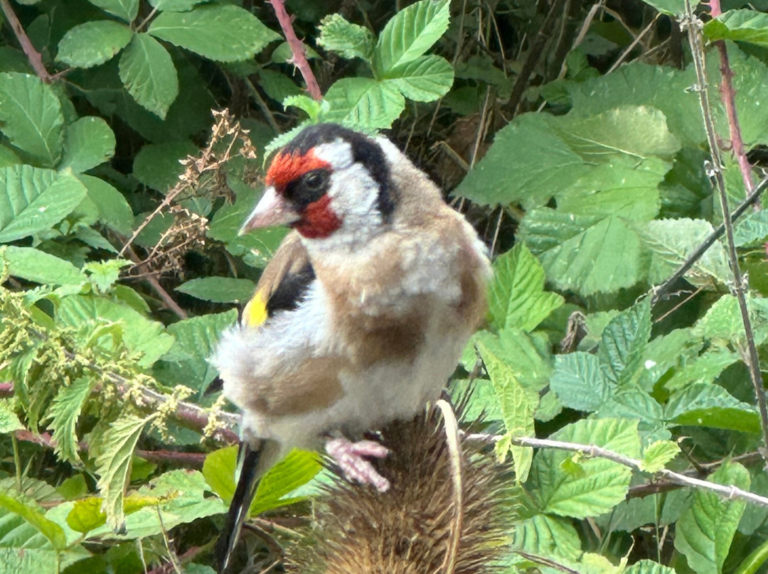 Pulborough Brooks RSPB-Pulborough必去景点