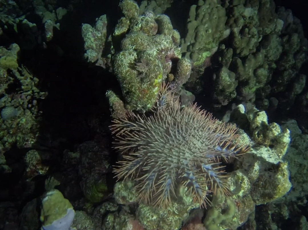 ORCA Dive Club Wadi Lahmy-马萨阿拉姆必去景点