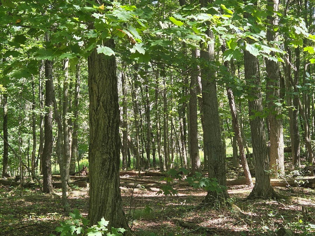 Chautauqua Gorge State Forest-Mayville必去景点