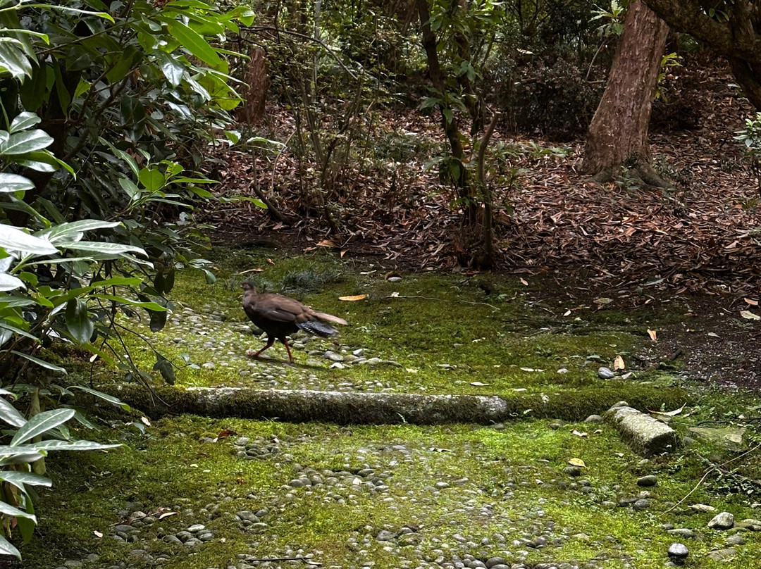 Giardini Botanici dell'Isola Madre-斯特雷萨必去景点