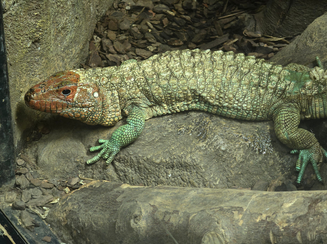 Crocodiles of the World-Brize Norton必去景点