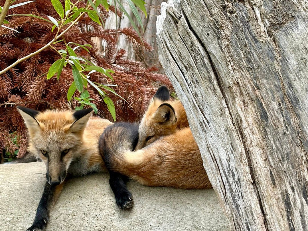 Hogshaw Farm & Wildlife Park-Hogshaw必去景点