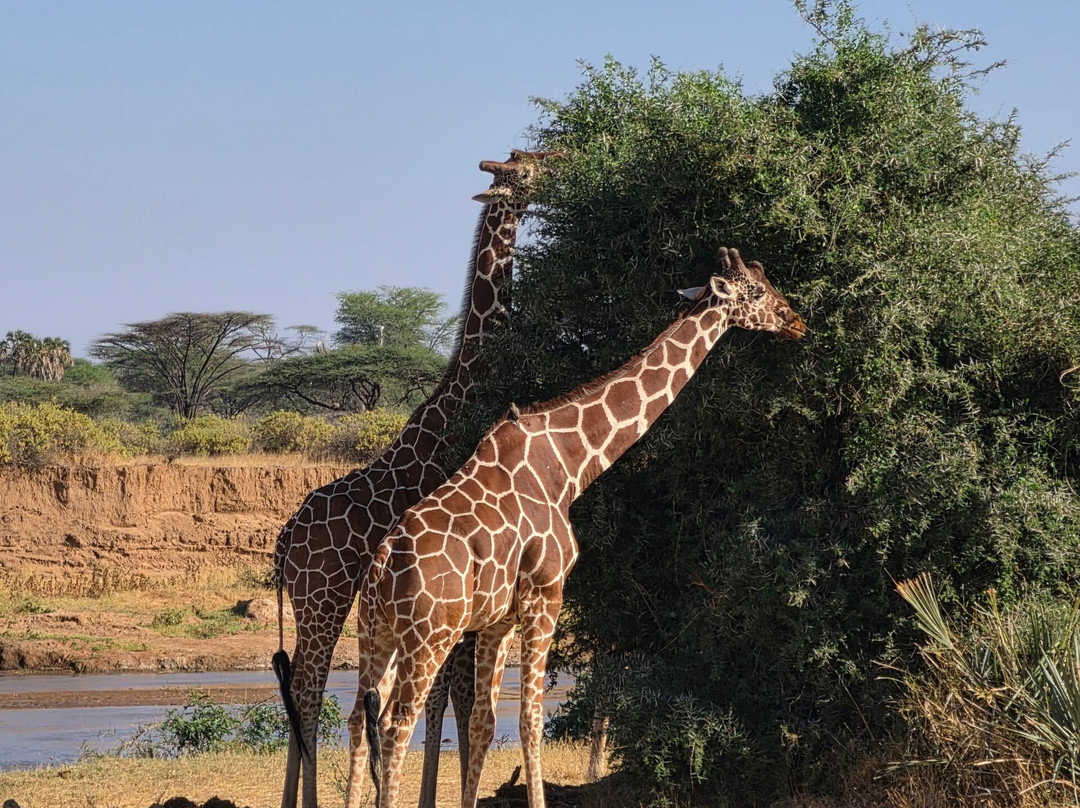 Nature Insight Safaris-内罗毕必去景点