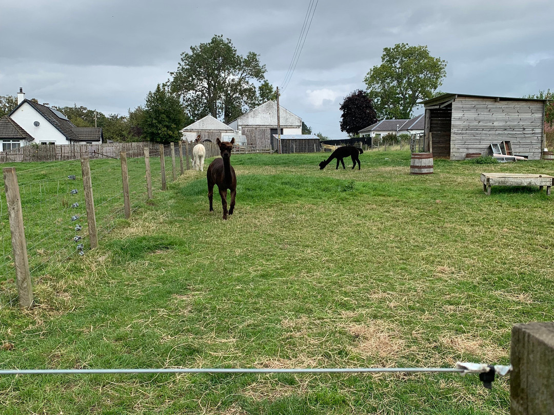 Robertson's - The Larder & Highland Cows - Beauly-Beauly必去景点