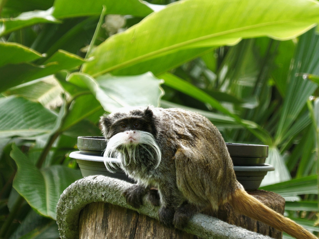 Zoo de Martinique-Le Carbet必去景点