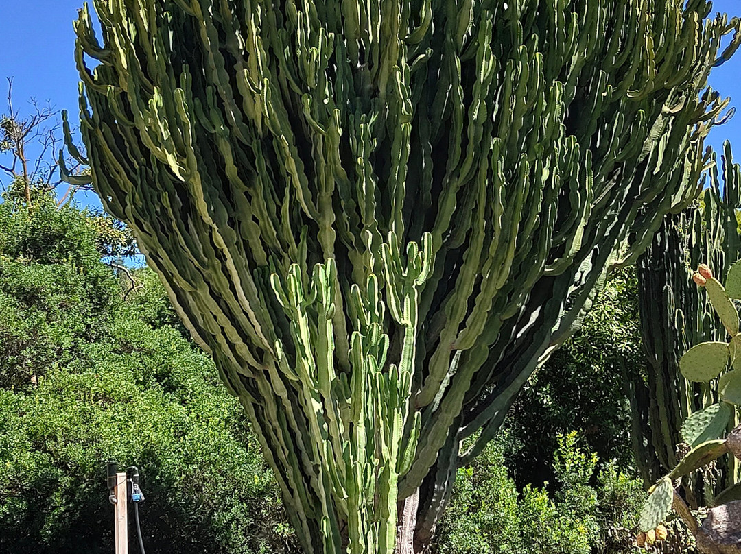 Orto Botanico-卡利亚里省必去景点