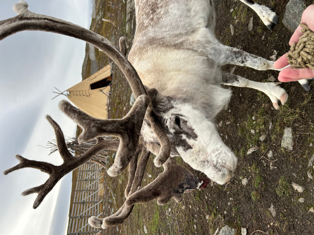 Reindeer Island Hammerfest-Hammerfest必去景点