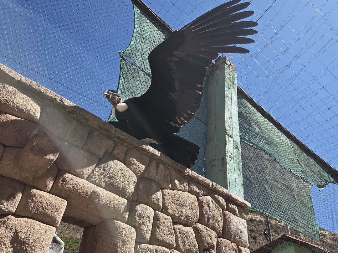 Cochahuasi Animal Sanctuary-库斯科必去景点