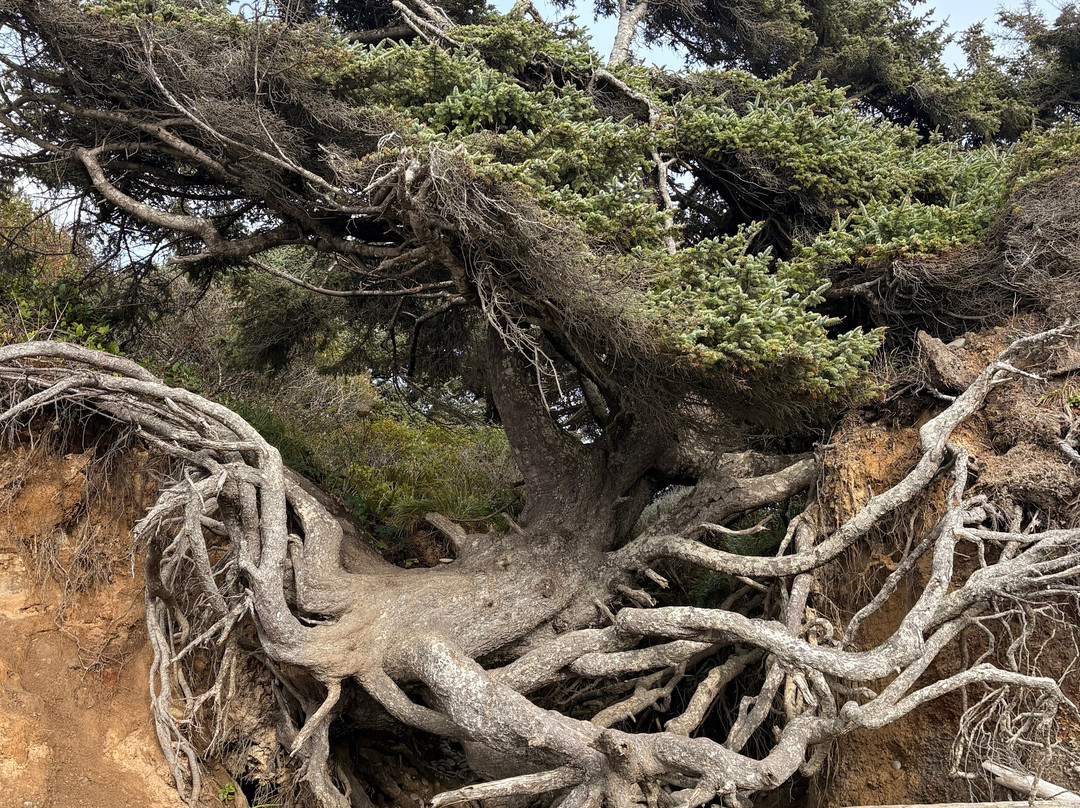Tree Root Cave-福克斯必去景点