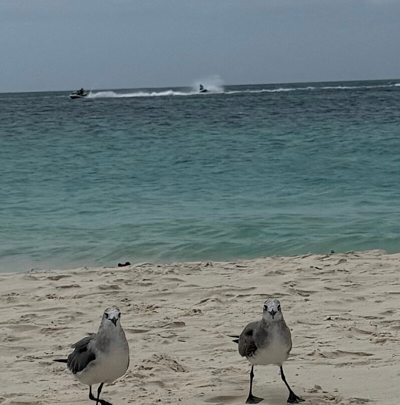 Eagle Beach-棕榈/鹰海滩必去景点