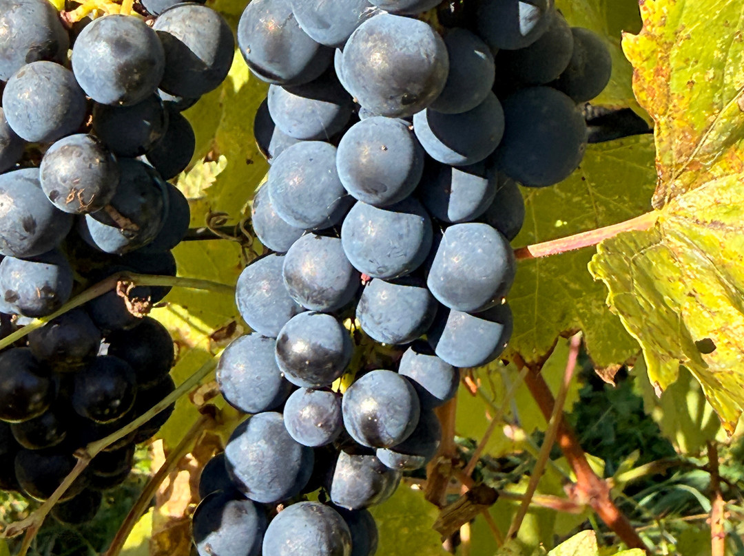 Vignoble Domaine L'Ange Gardien-L'Ange-Gardien必去景点