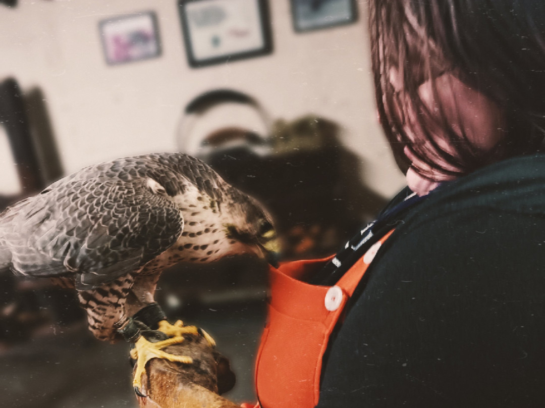 Riverside Falconry-纽卡斯尔必去景点