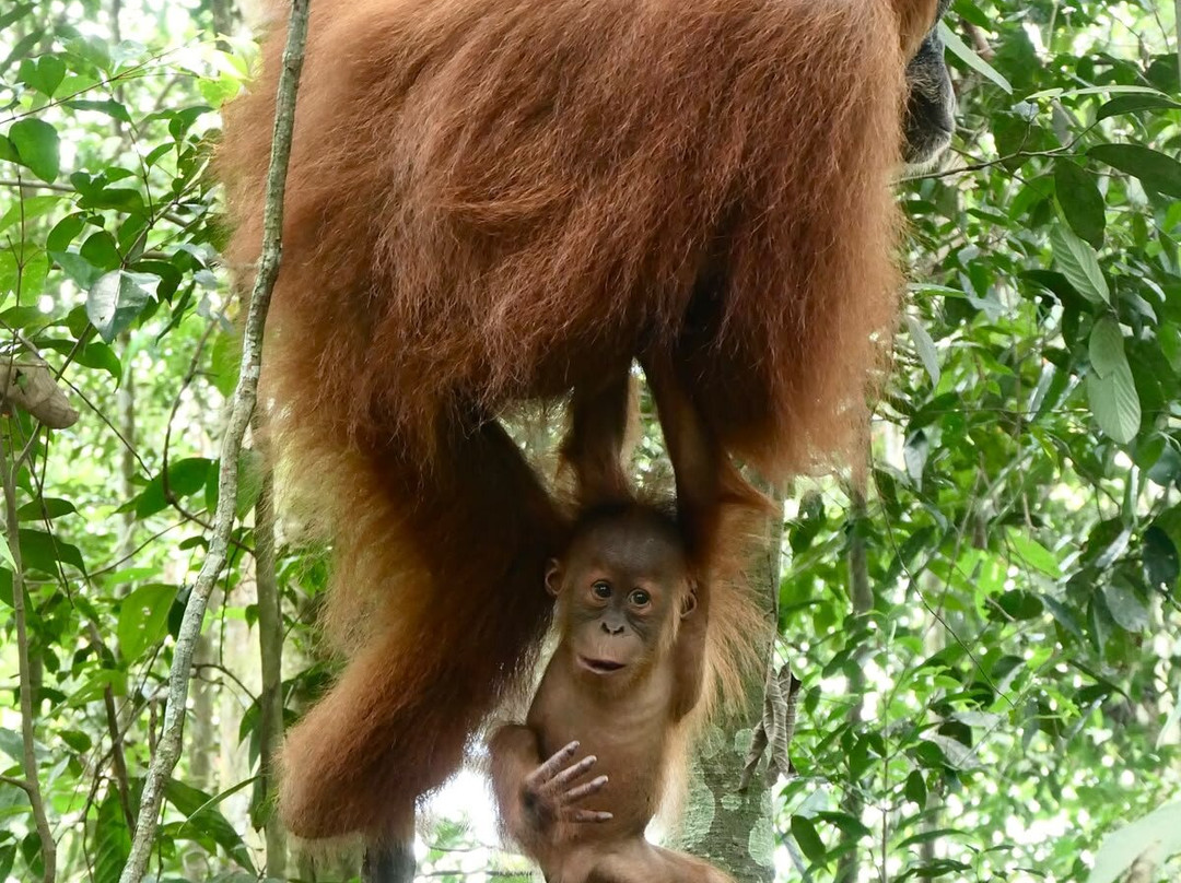 Sumatra Orangutan Explore-武吉拉旺必去景点
