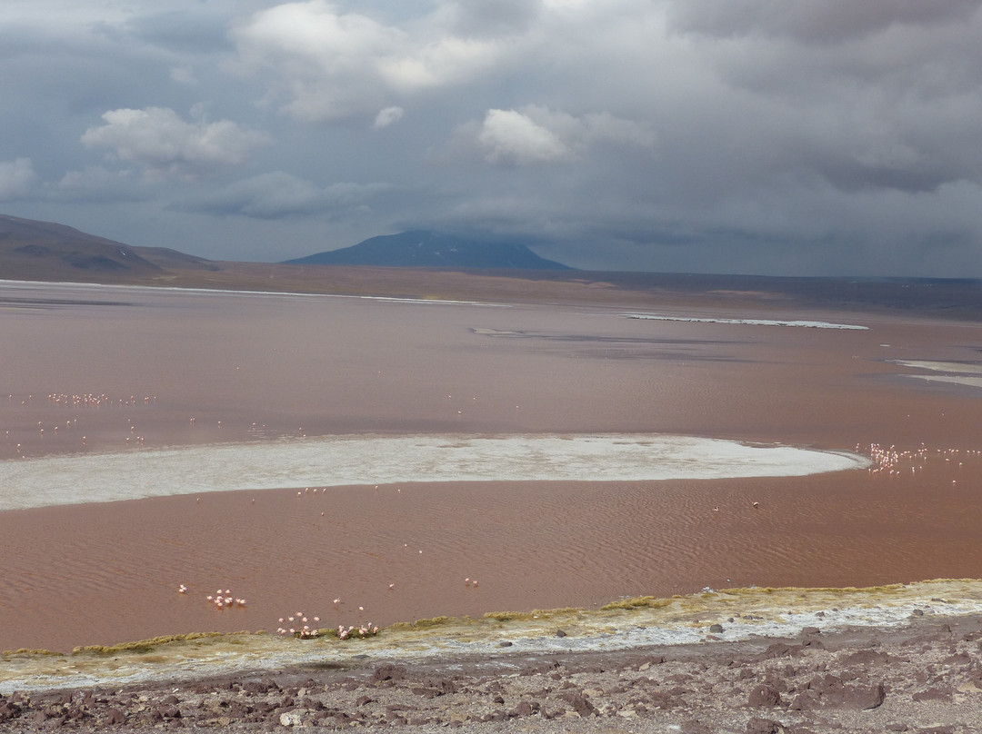 Laguna Colorada-乌尤尼必去景点