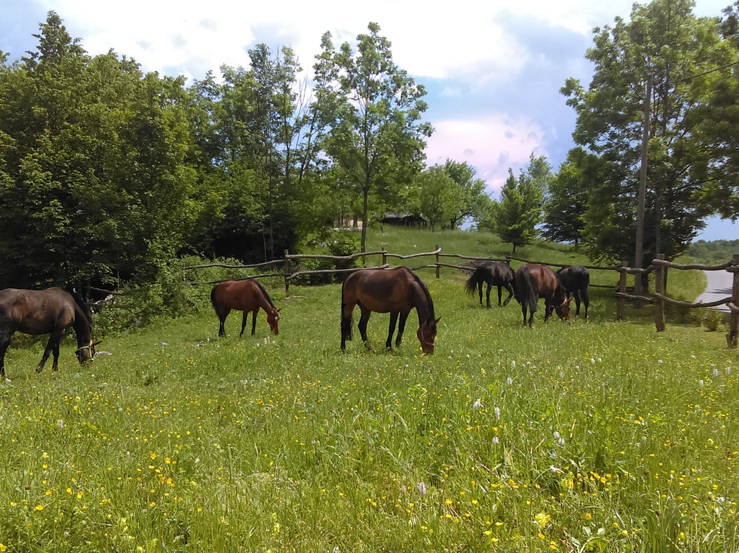 Ranch Equus Igni景点图片