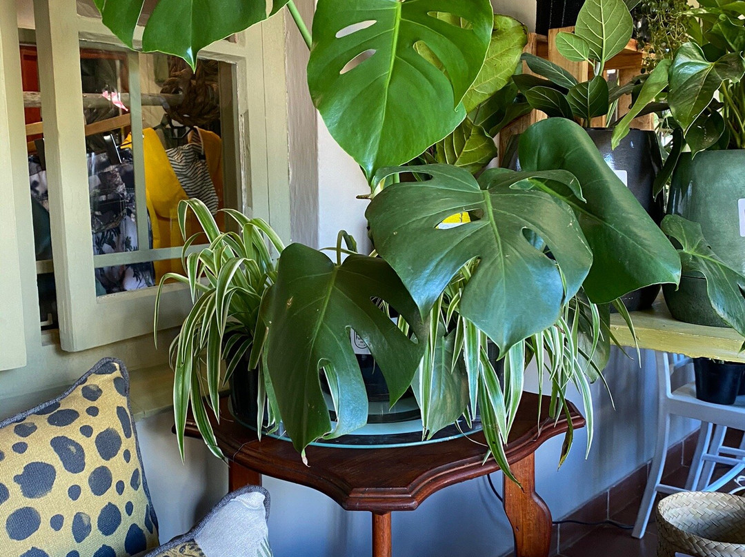 Plant Fundi-海纳茨堡必去景点