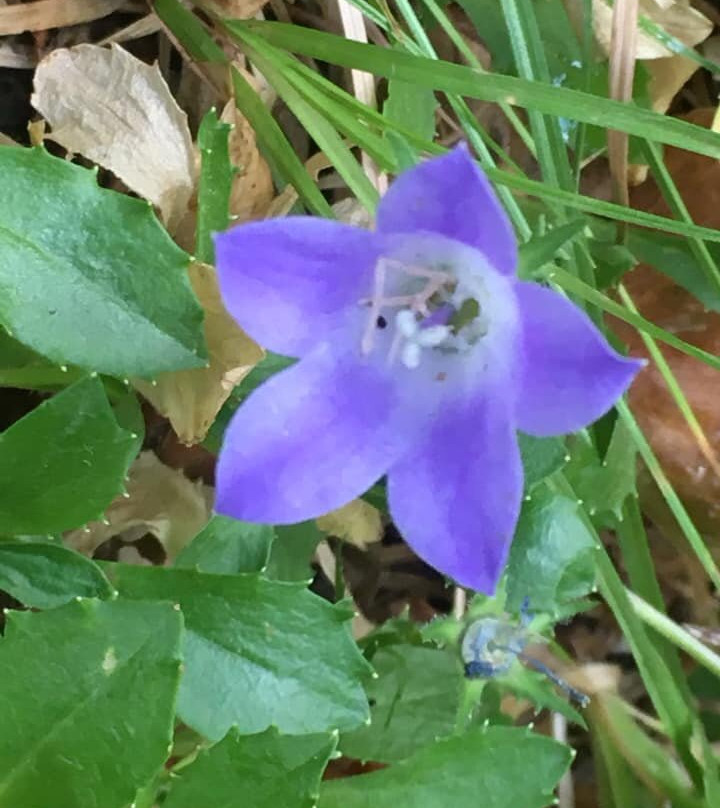 Mt. Rishiri-利尻町必去景点