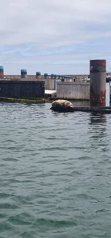 South West Rib Rides-布里克瑟姆必去景点