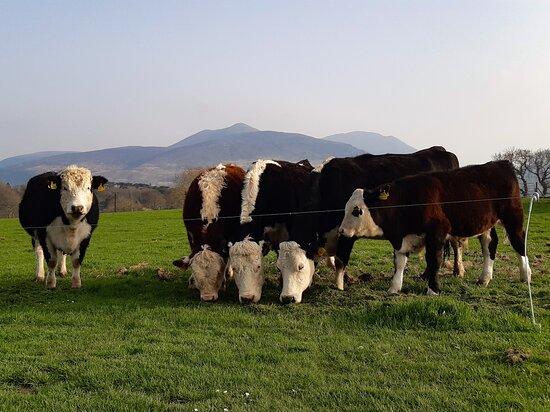 Inveraray Farm-酒店景观