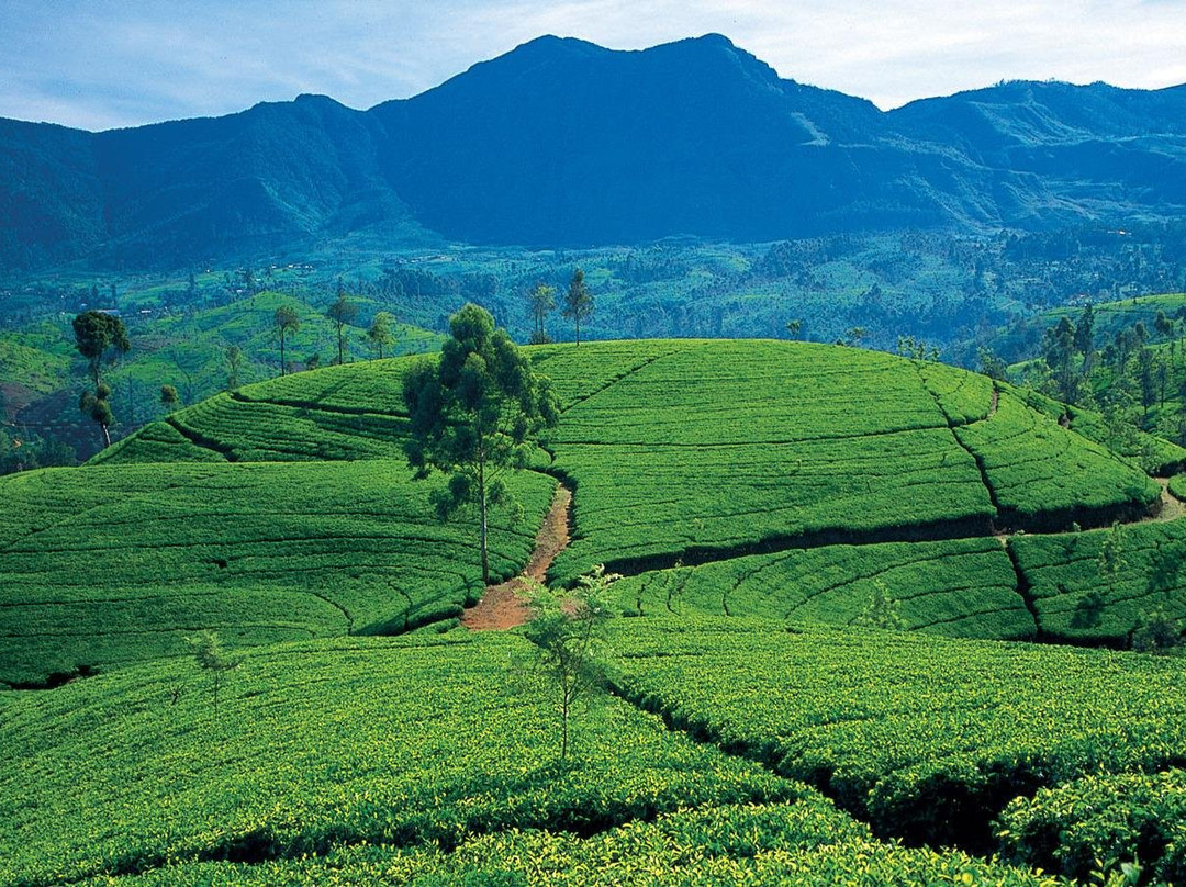 Basnayaka Tours
