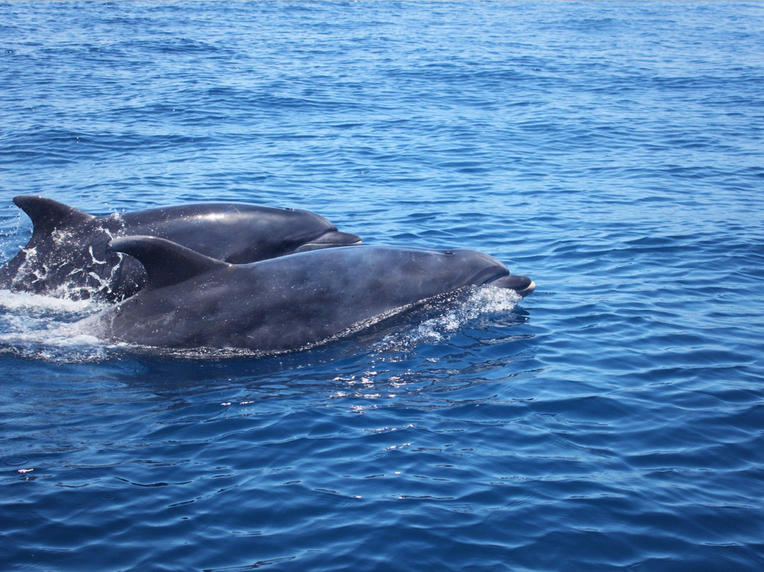 Lovina Dolphin Adventure-罗威那海滩必去景点