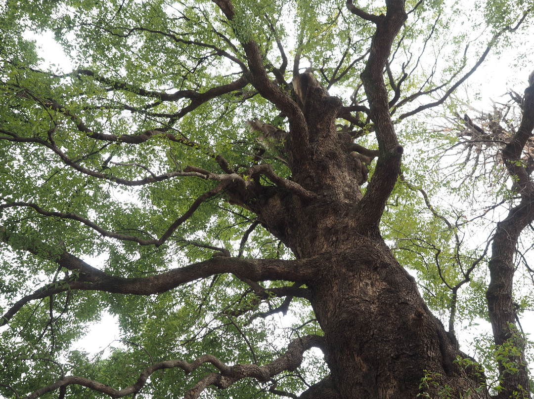 Okusu-Uenokoen必去景点