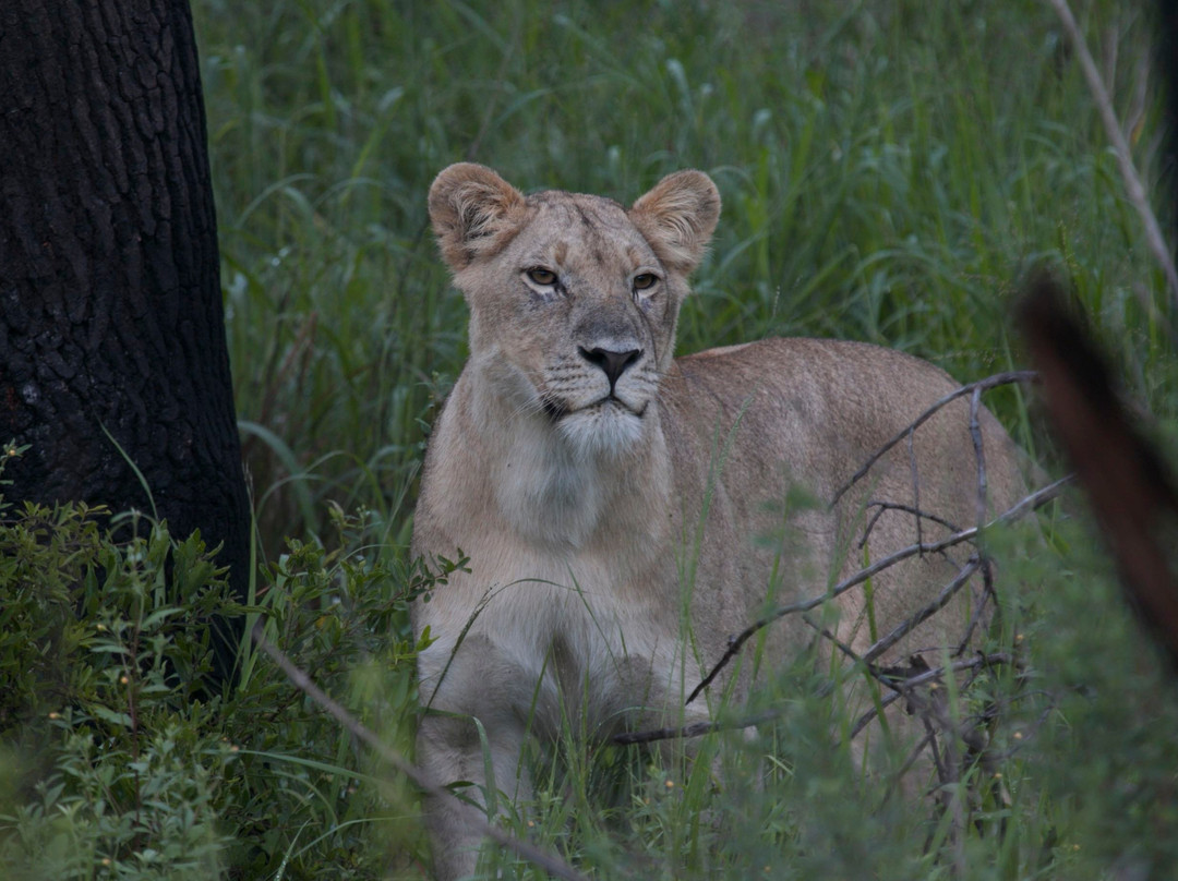 null-Welgevonden Game Reserve