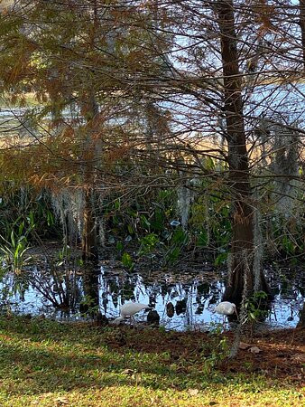 Palm Island Park-Mount Dora必去景点