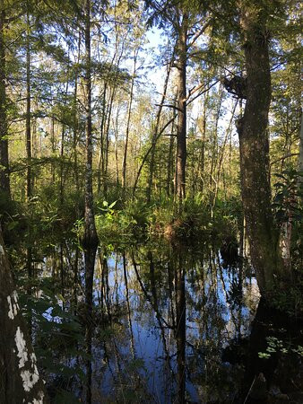 CREW - Bird Rookery Swamp Trails-那不勒斯必去景点