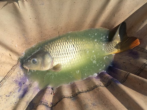 Complex Turistic Valcroft-Sacalaz必去景点