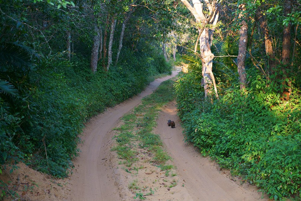 Saliyapura旅游攻略图片