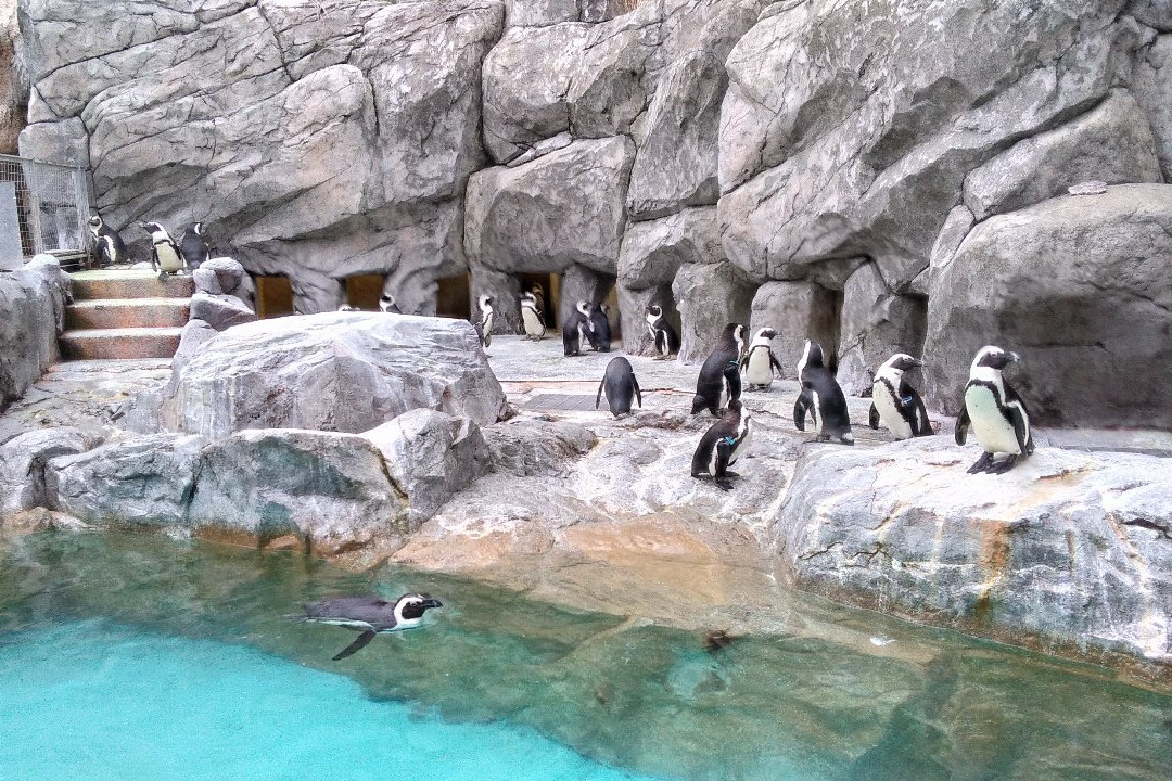 长崎企鹅水族馆景点图片