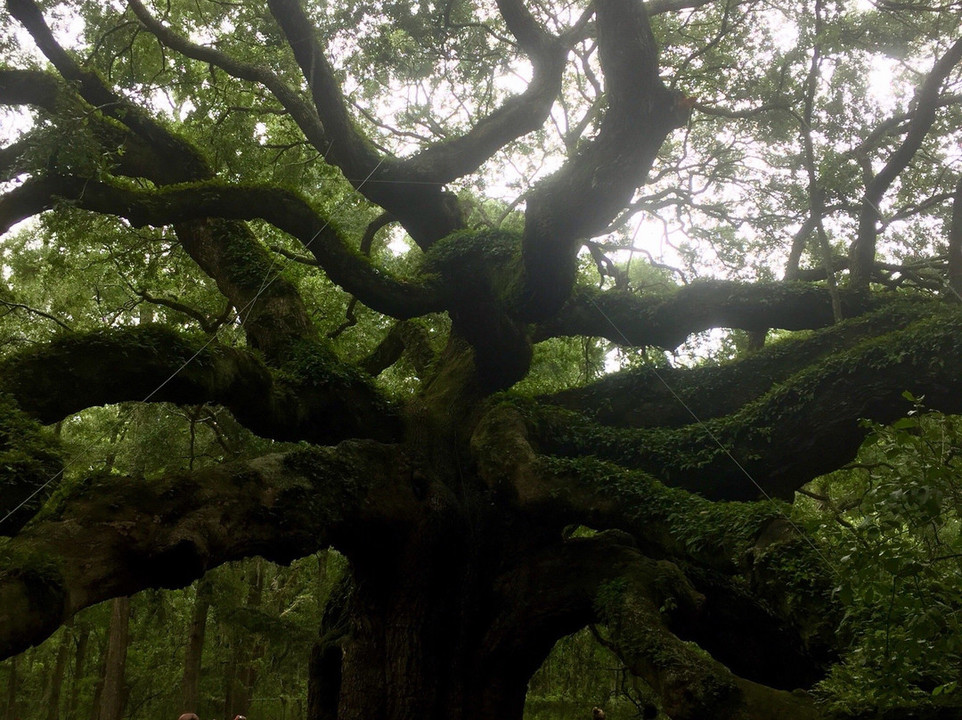 Johns Island旅游攻略图片