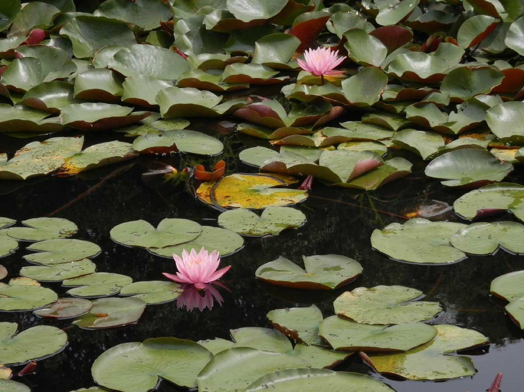 四万十市旅游景点-Dragonfly Nature Park