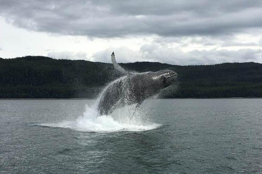 Harv and Marvs Outback Alaska