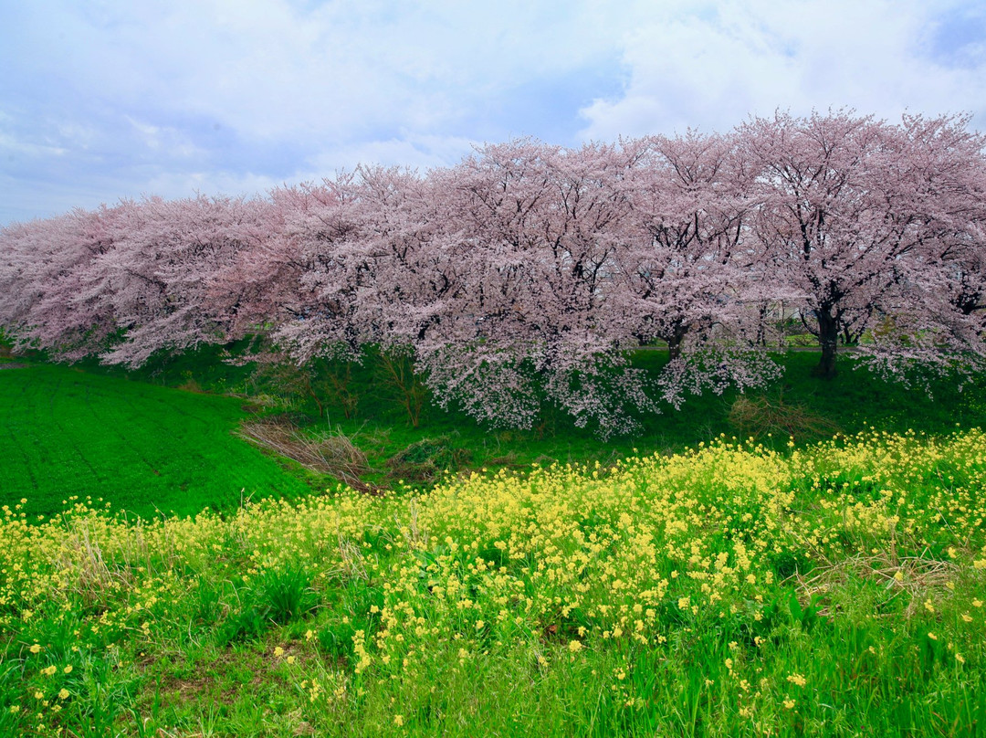 Sakuratsutsumi Park