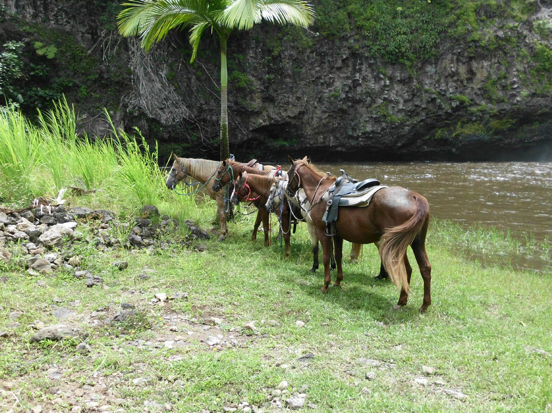 Hamakua Adventures LLC景点图片