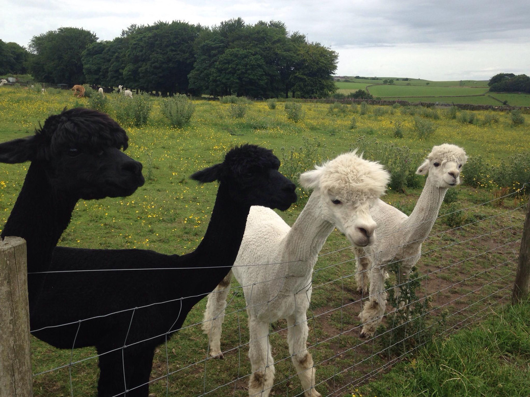 梅菲尔德羊驼馆-谢菲尔德必去景点