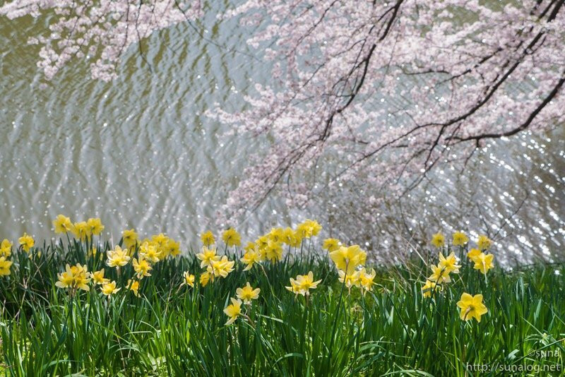 Tamagawa Park