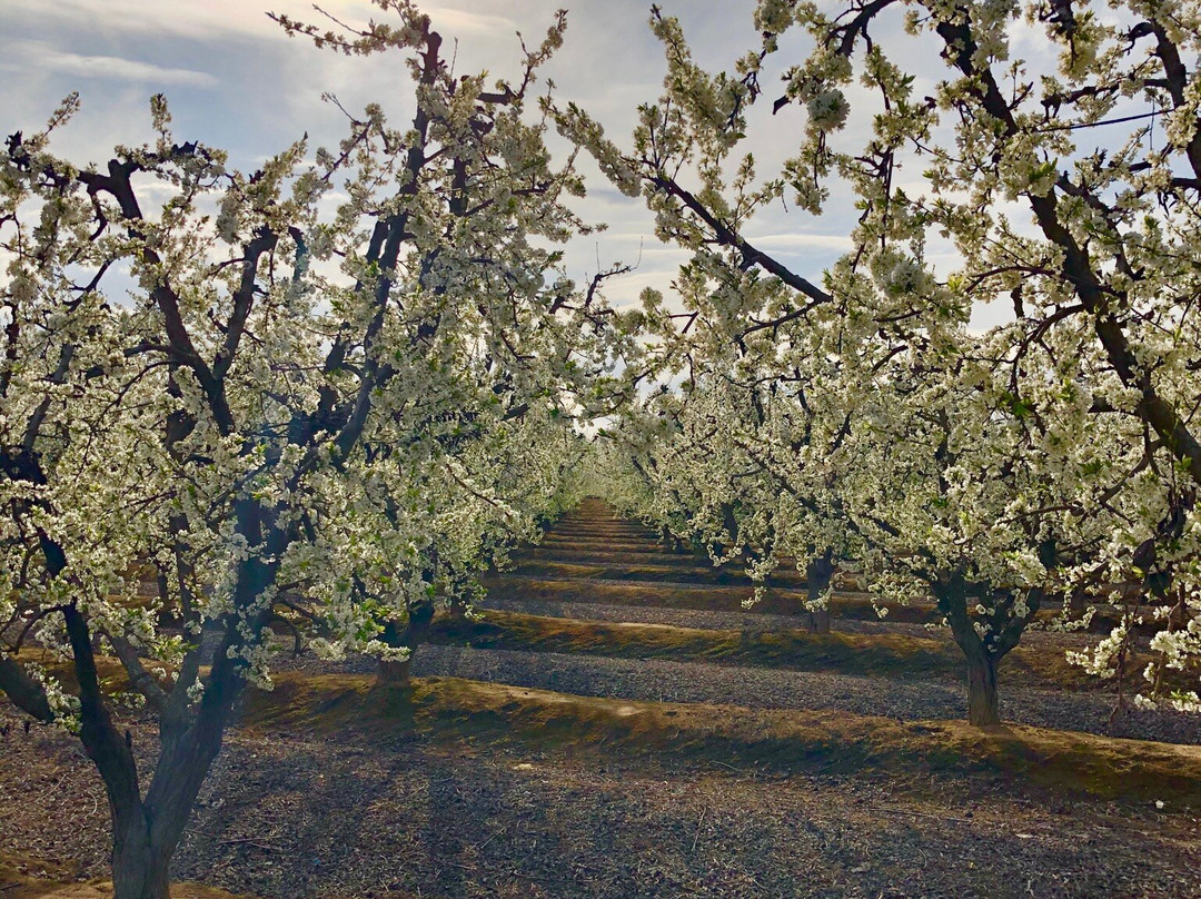 Blossom Trail-弗雷斯诺必去景点