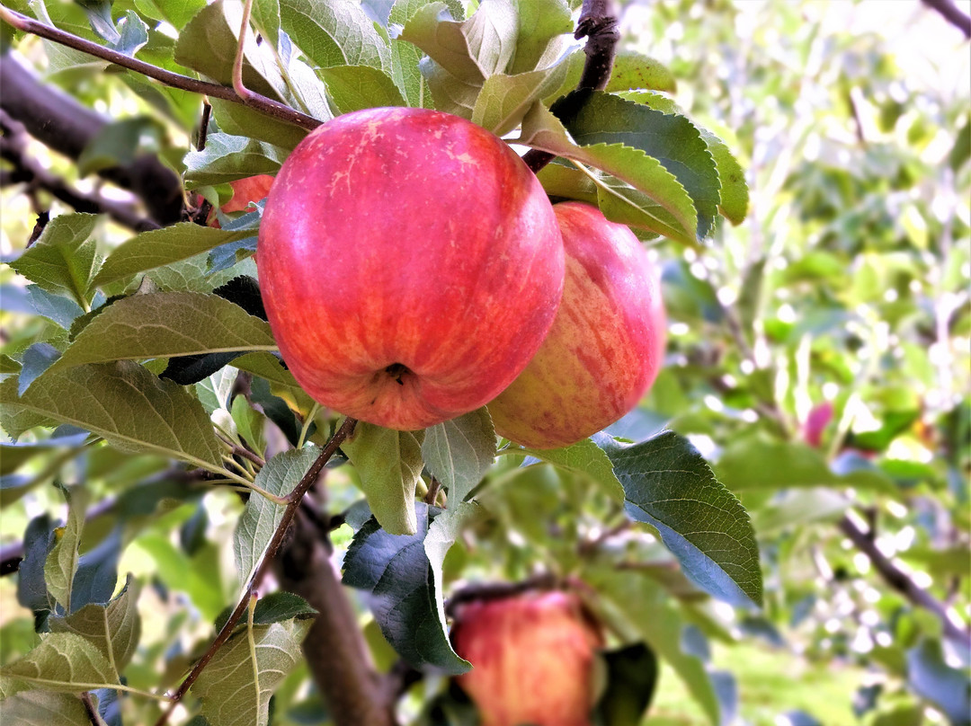 Fujitani Kajuen-深川市必去景点