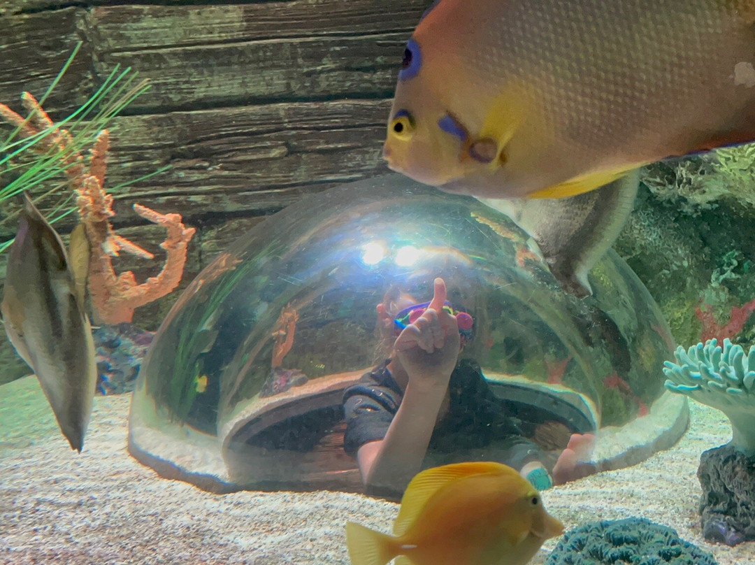 SEA LIFE Kansas City-堪萨斯城必去景点